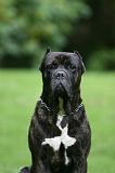CANE CORSO 1257